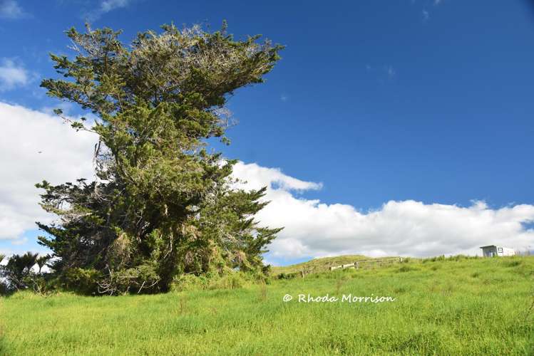 7 Te Tonga Road Matakohe_29