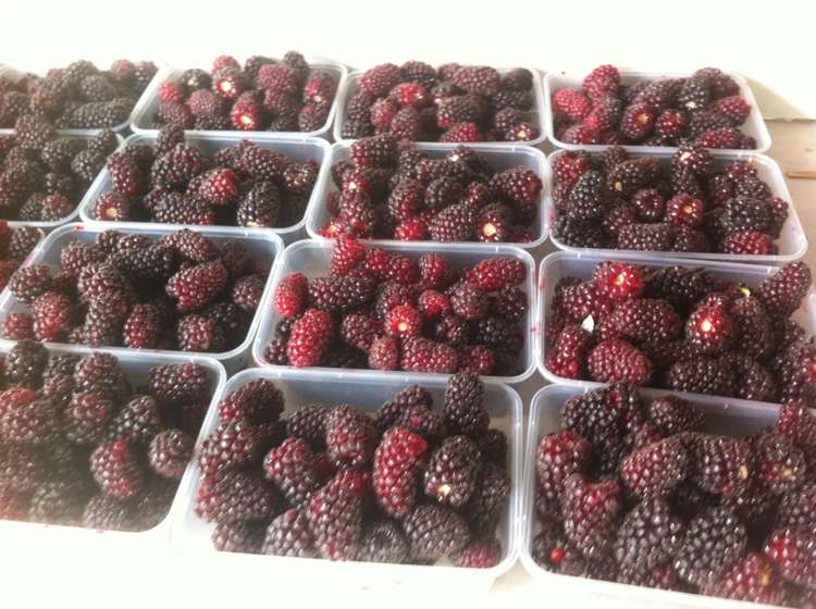 781 Outram-Mosgiel Road Mosgiel_19