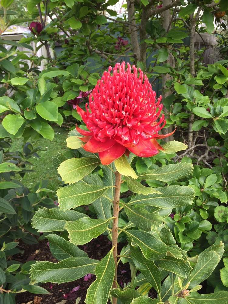 18 Halyard Loop Haruru_19