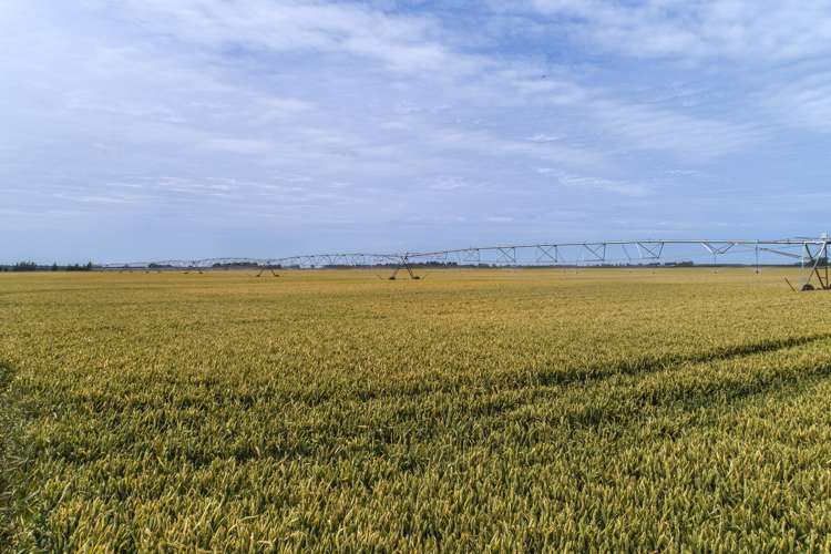 534 Winters Road Pendarves_10