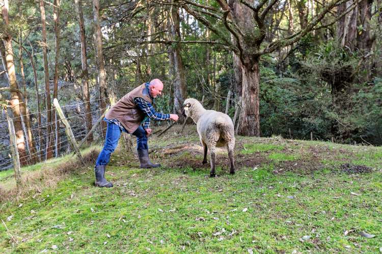 181 Great North Road Kamo_19