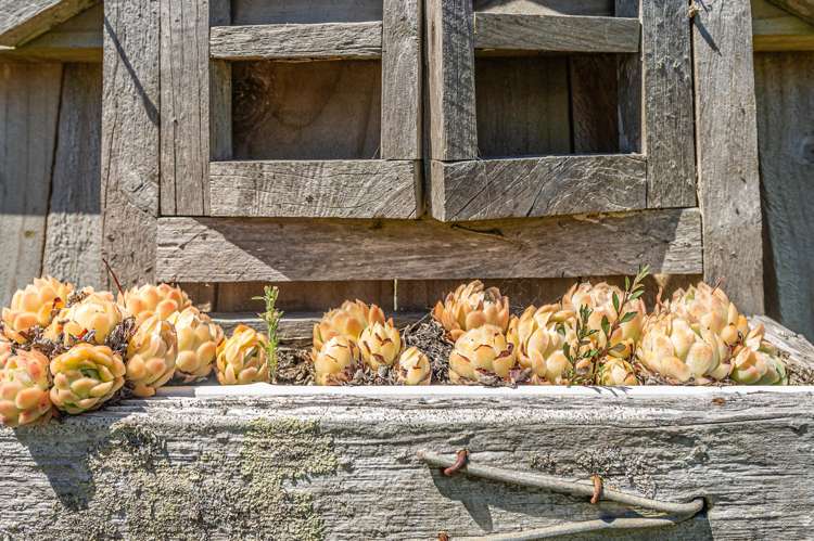 63 Tawhero Street Gonville_19