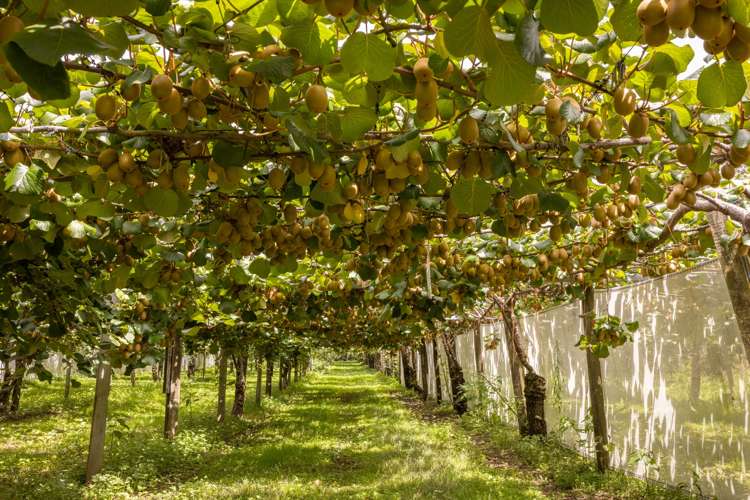 881b Te Matai Road Te Ranga_7