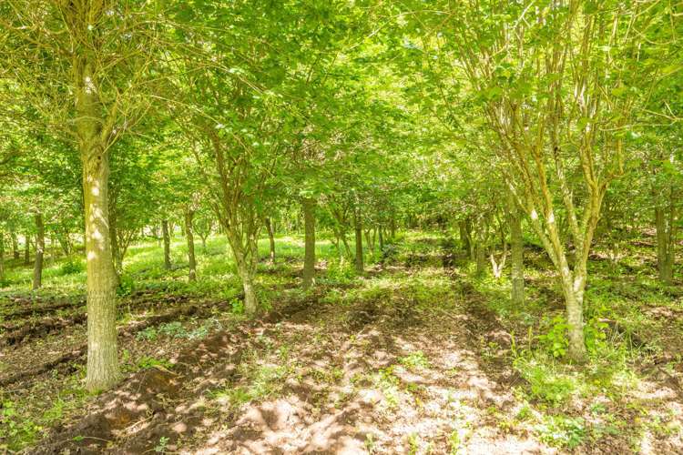 111 Ellis Road Otorohanga_47