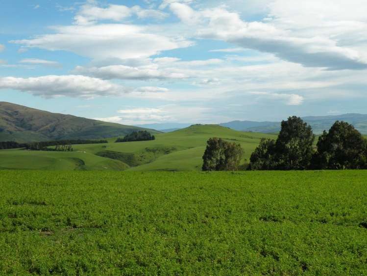 902 Moa Flat Road Ettrick_5