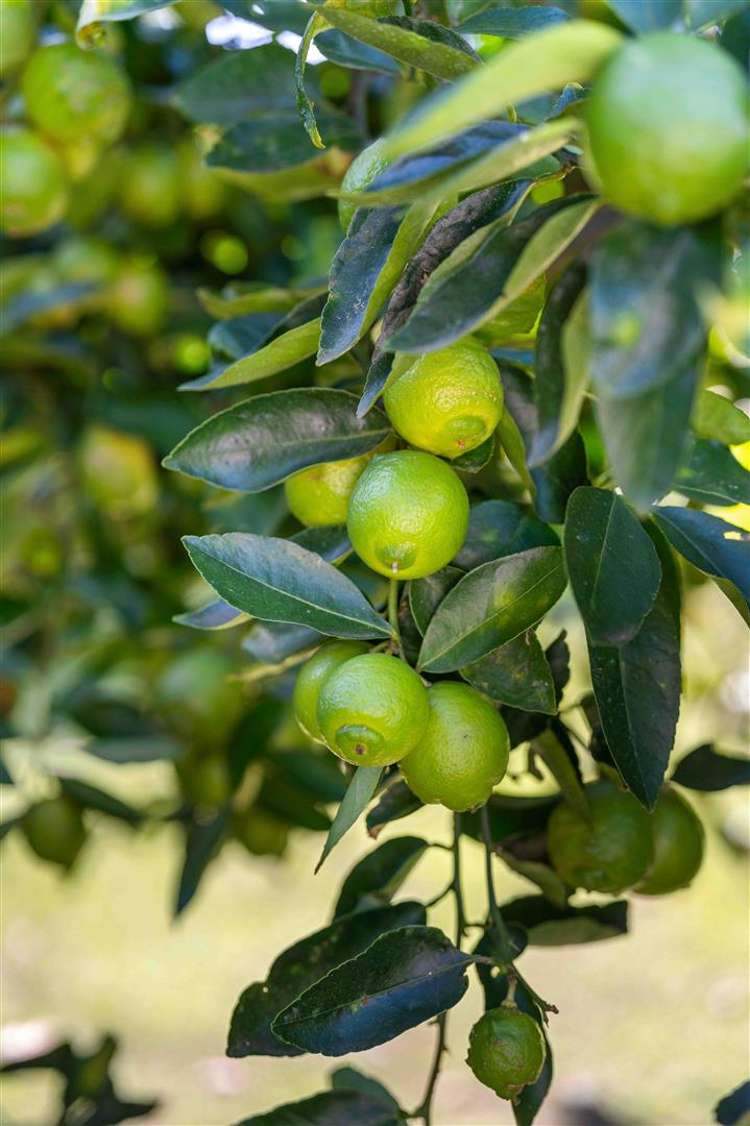 46 Herbert Drive Whangamata_30