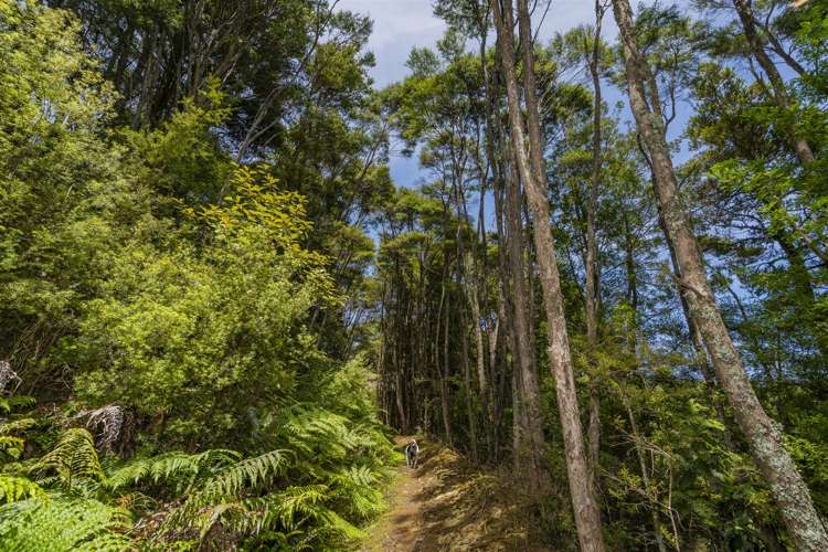 1959 The 309 Road Kaimarama_17