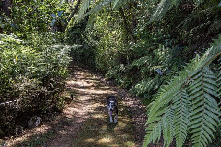 144 Tahere Road Whareora_23