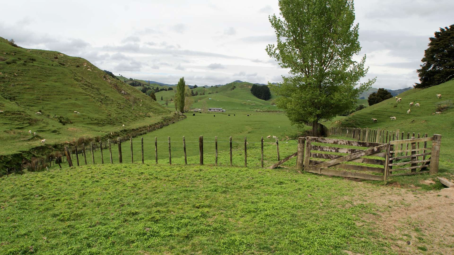 450 Ramaroa Road Aria_0