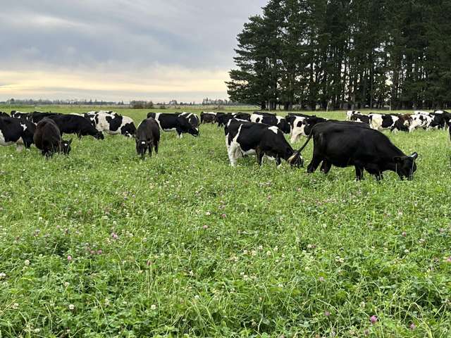 1710 Ealing Montalto Road Ashburton_4