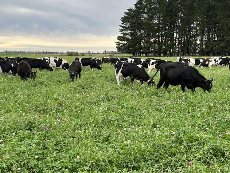 1710 Ealing Montalto Road Ashburton_4