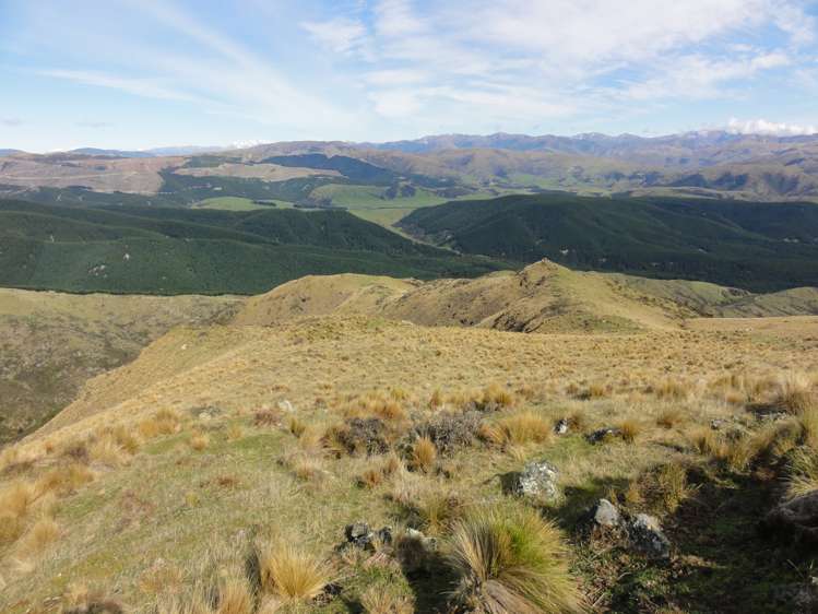 1731 Ram Paddock Road Ashley Forest_6