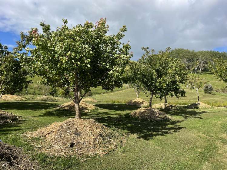 852 Oneriri Road Kaiwaka_63