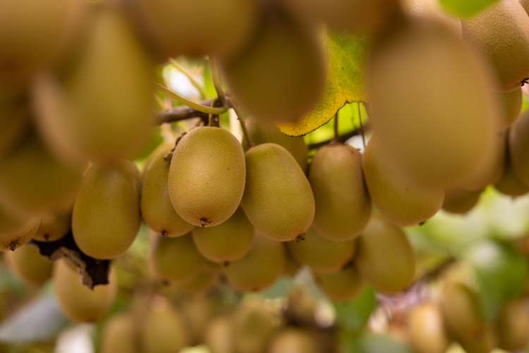 881b Te Matai Road Te Ranga_9