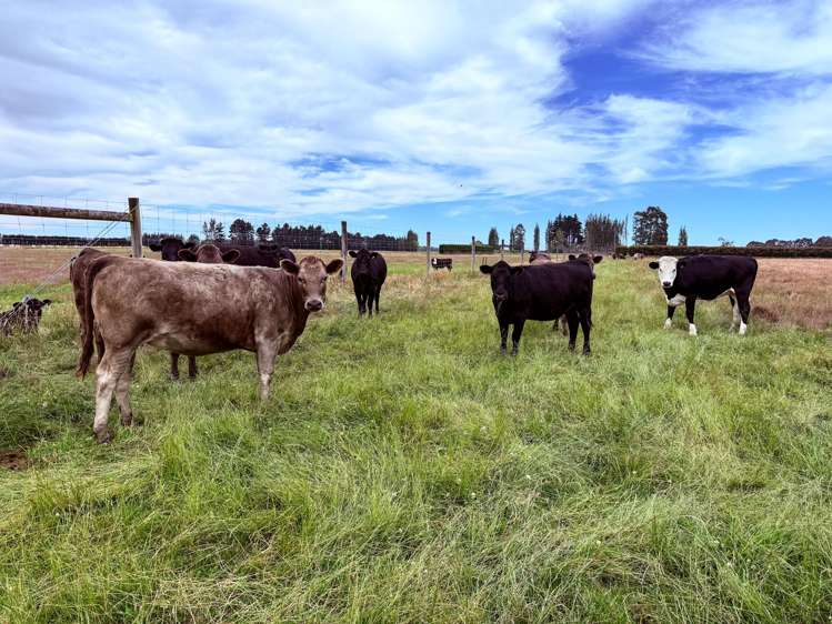 310 Drummond Oreti Road Oreti Plains_17