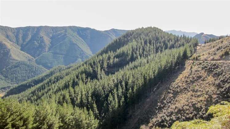 1234 Leatham Road Wairau Valley_9