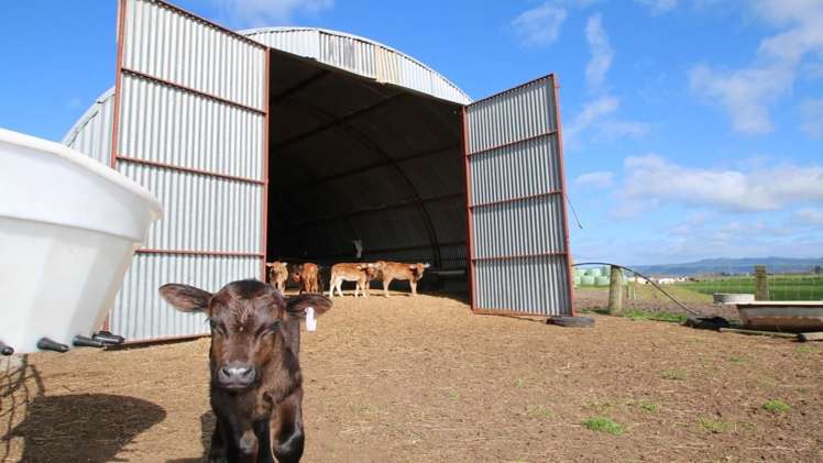 98 Mccracken Road Edgecumbe_6