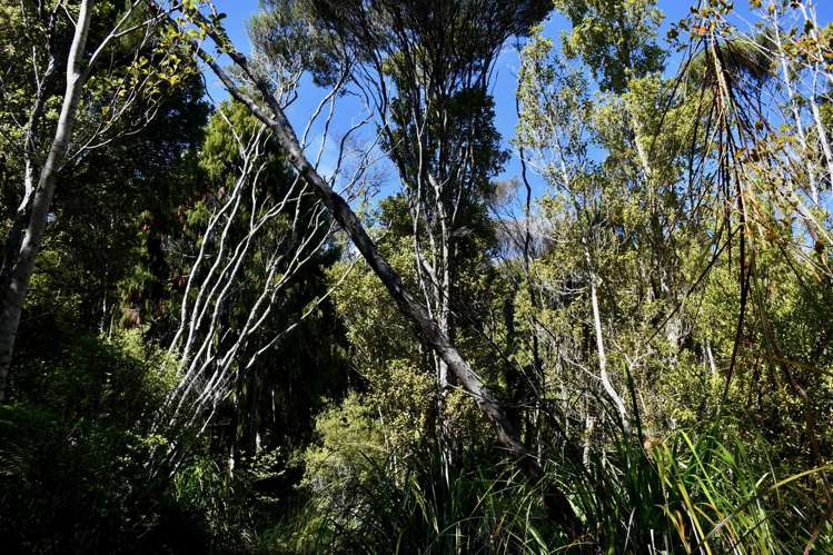 Lot 1 South Terrace Road Karamea_10
