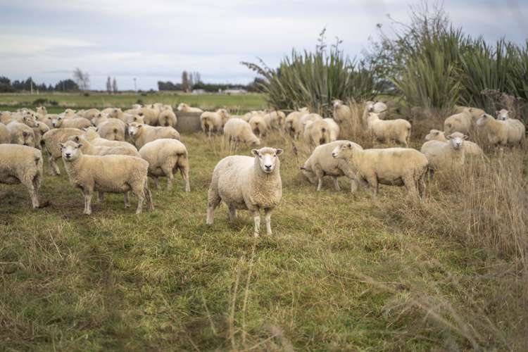 16 Factory Road Thornbury_10