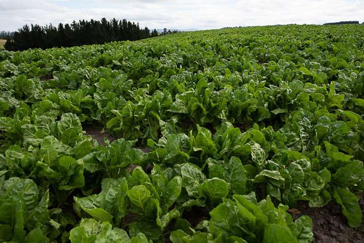 217 Benhar Road Balclutha_23