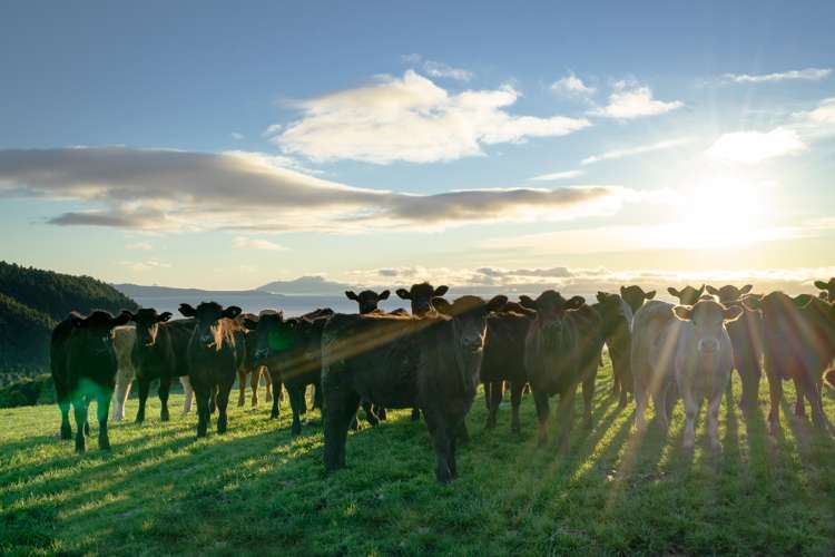 18 Te Hapua Bay Road Kuratau_10