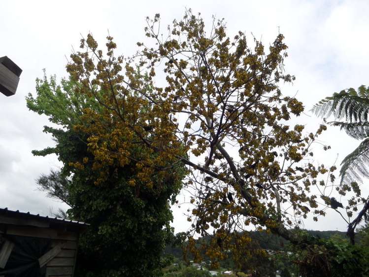 8 Renall Street Featherston_23