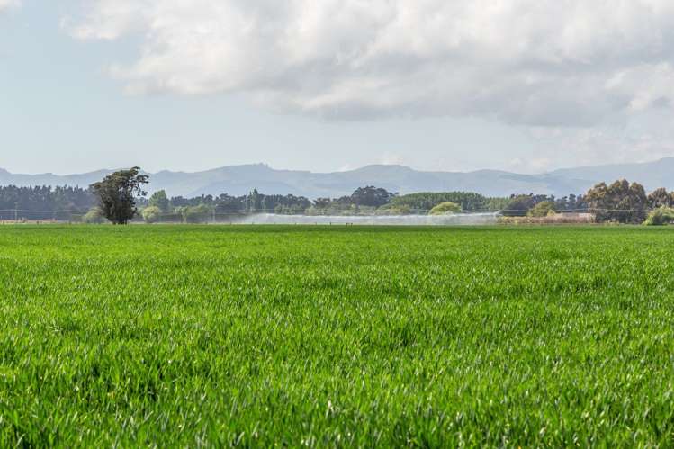 Selwyn Lake Road Leeston_14