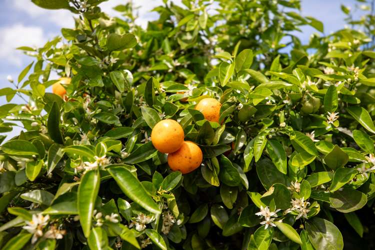 18 Tynan Street Te Puke_16