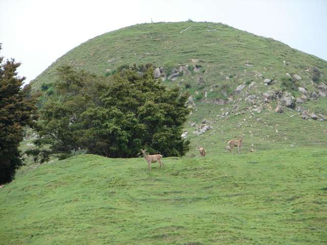 1742 Taringamotu Road Taringamotu_3