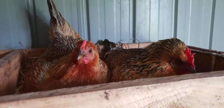 78 Koraha Road Kumeu_18