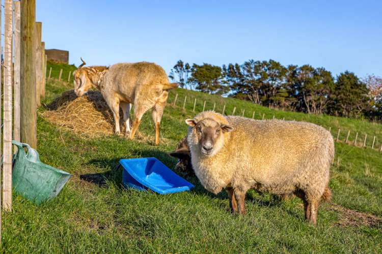 101 Burke Road Makarau_17