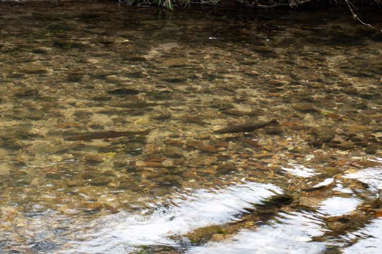 1039 Paradise Valley Road Ngongotaha Valley_40