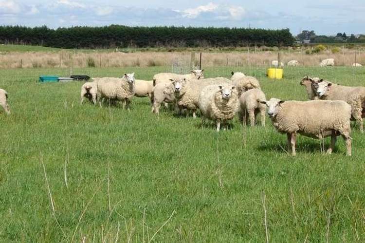 721 Queens Drive Waikiwi_1