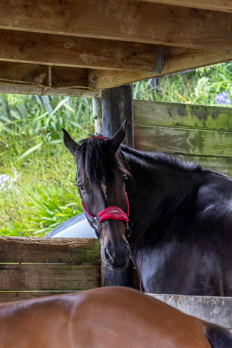 298 Rimmer Road Helensville_40