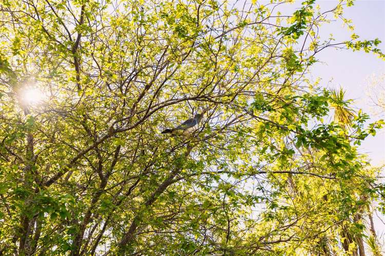 41 Wharf Road Port Levy_19