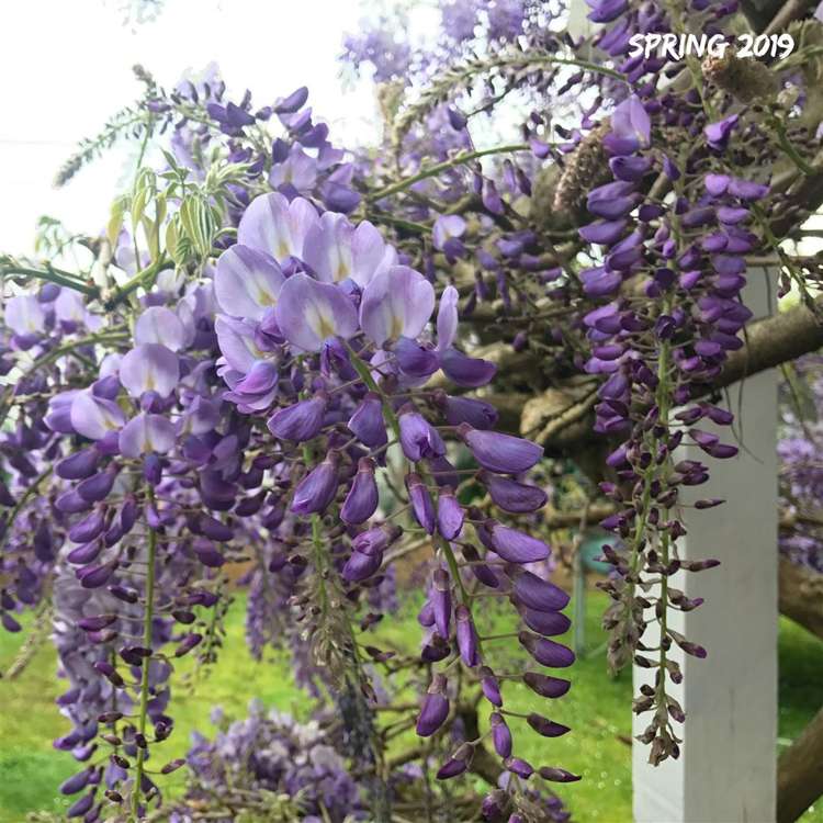 25 Trelawn Place Cockle Bay_30