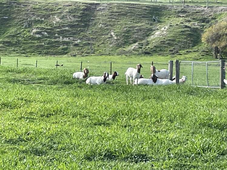 Kinney Road Chatto Creek_21