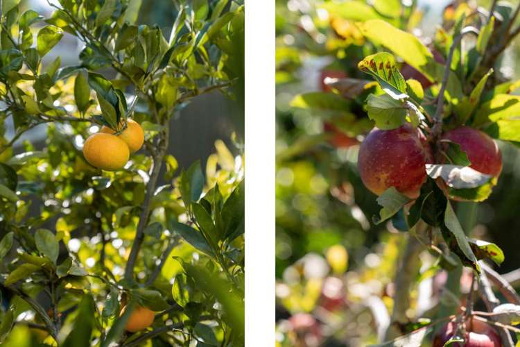 23 Osprey Drive Welcome Bay_19