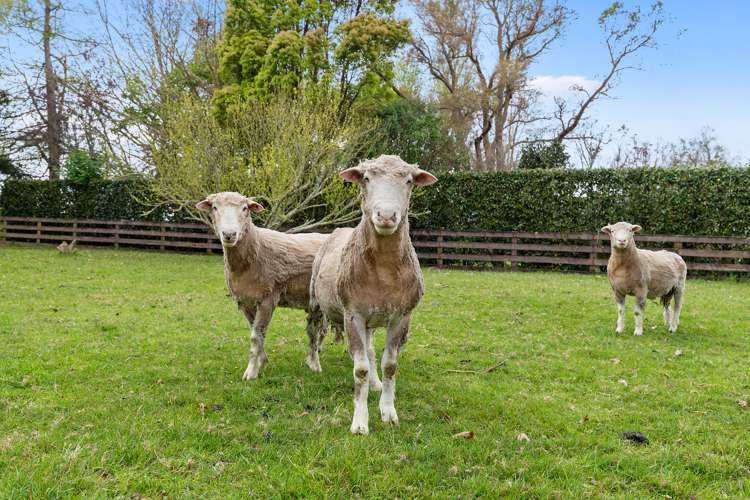 15 Riverview Lane Te Aroha_20