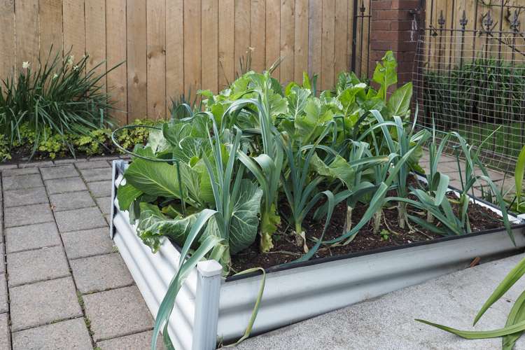 143 Chalmers Avenue Hampstead_20