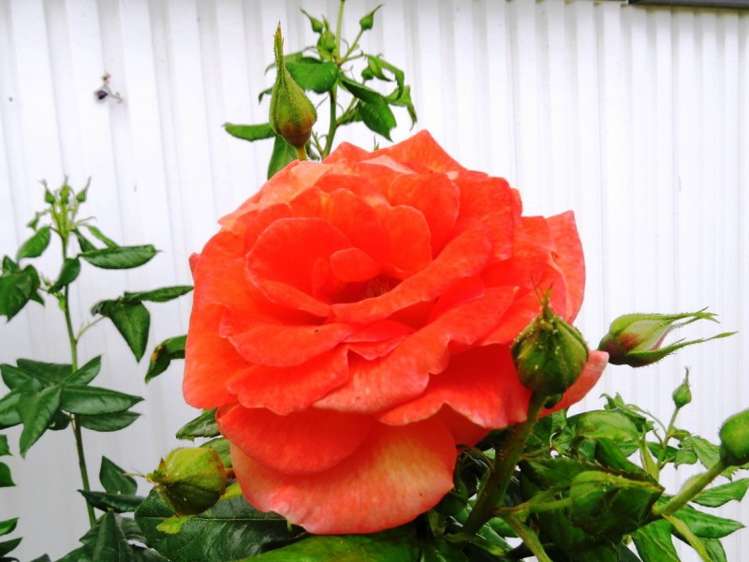 21 Nettie Street Te Kuiti_5