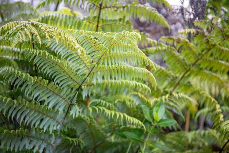 147 Renown Road Waikokowai_52