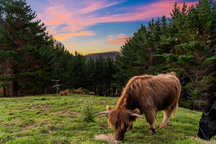 233B Murphys Road Judgeford_27