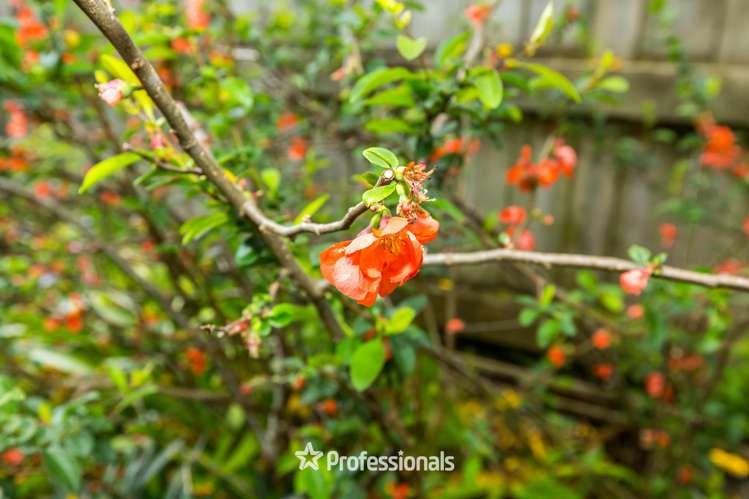 14 Prouse Grove Silverstream_17