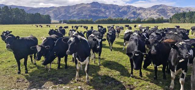 481 Camp Hill Road Hawea Flat_3