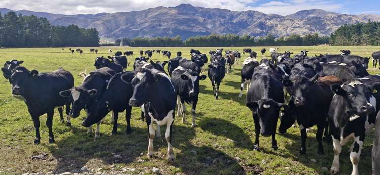 481 Camp Hill Road Hawea Flat_3