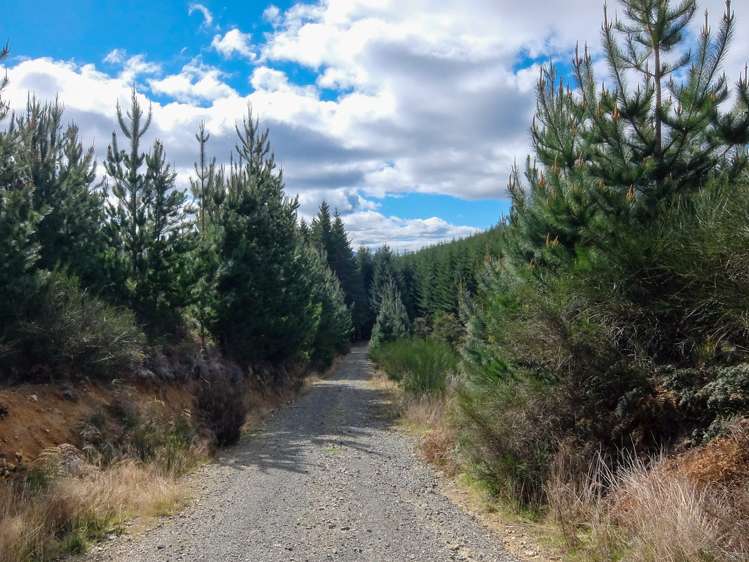 State Highway 63 Wairau Valley_6