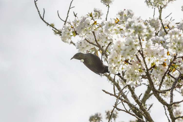 61A Kahu Road Paremata_8