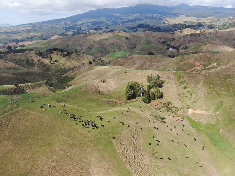 1026 Limeworks Loop Road Karamu_18