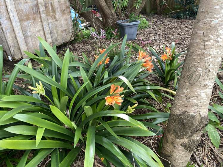 100 Centennial Avenue Waitara_42